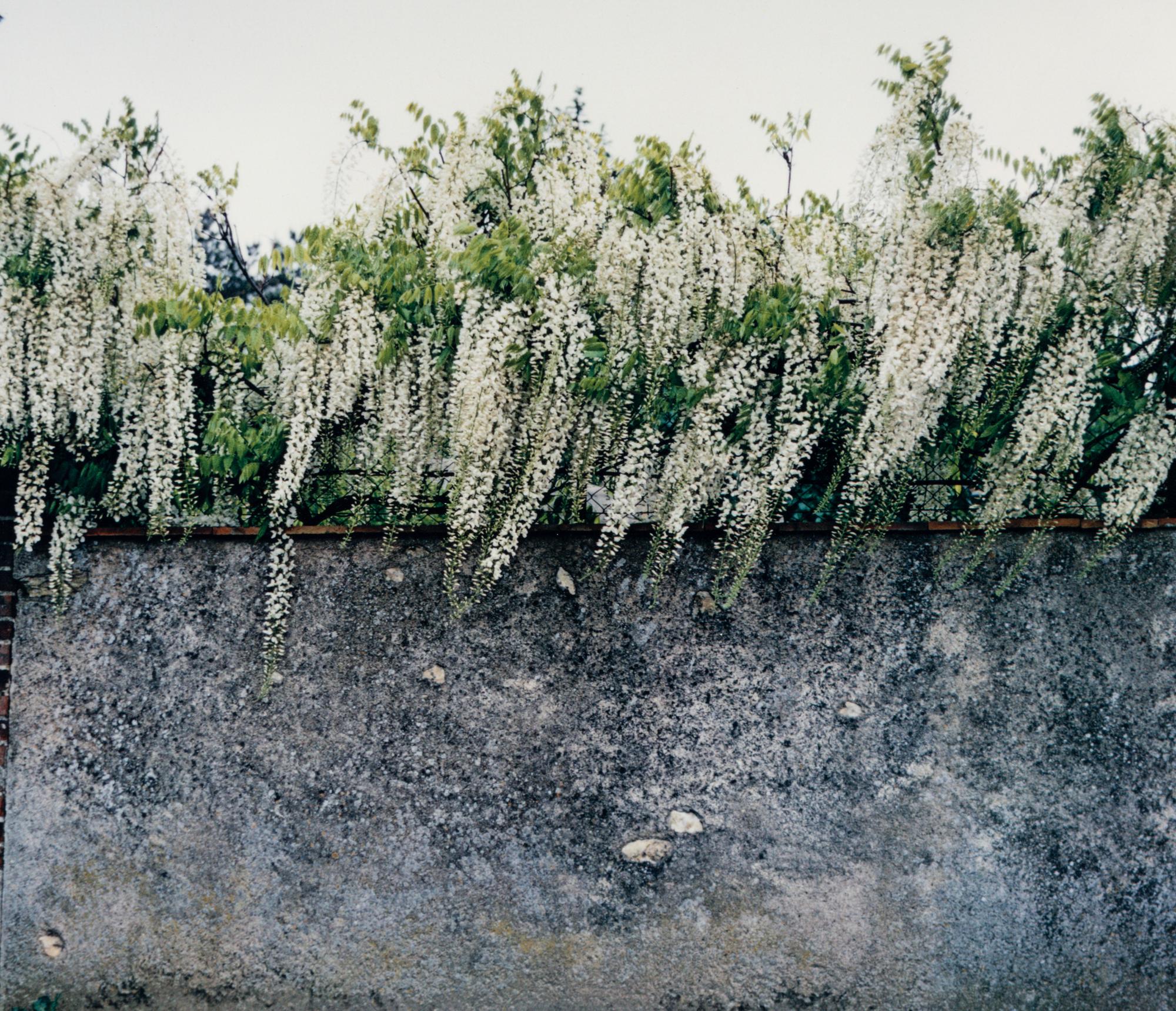 Wisteria, Paris