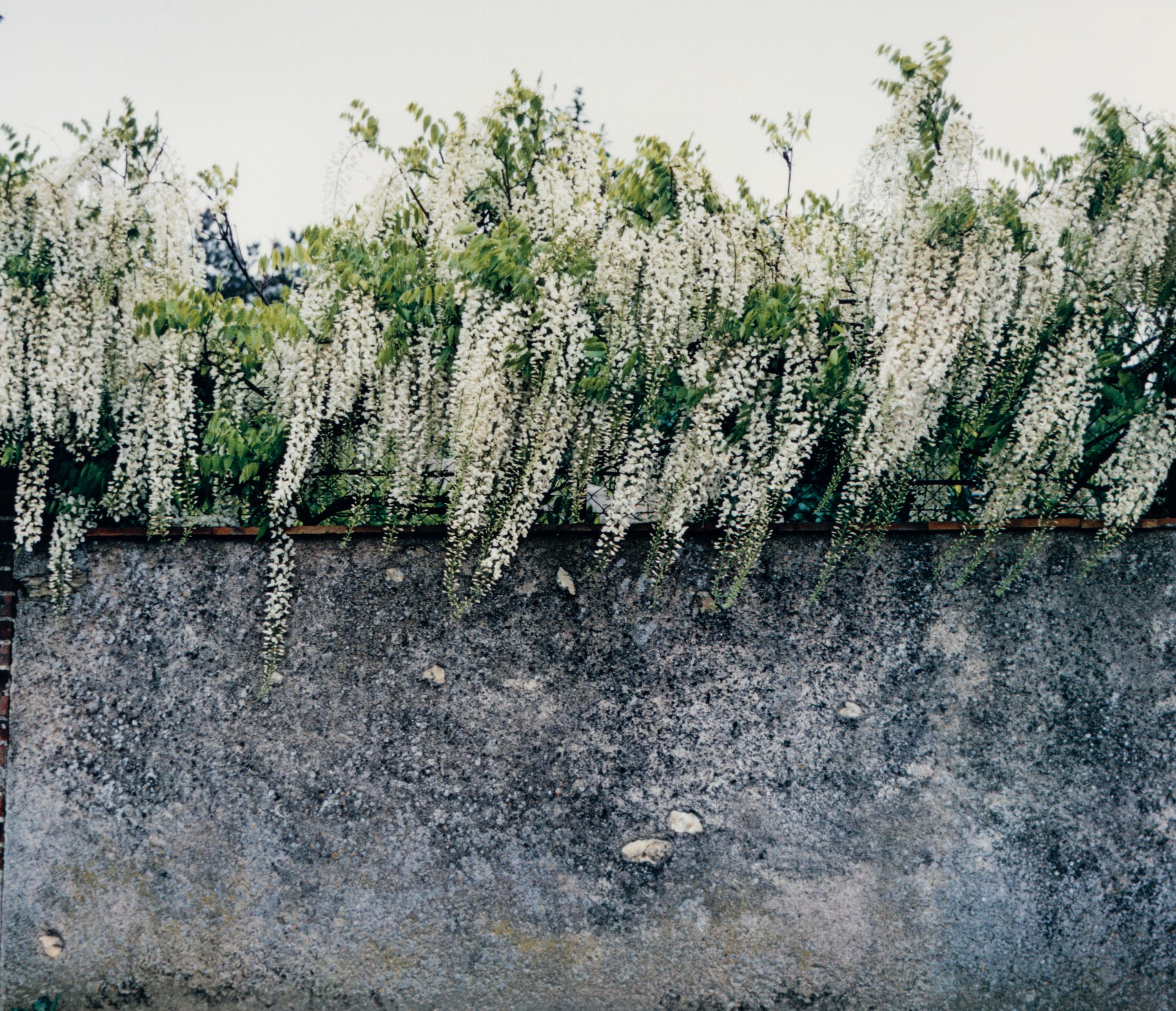 Wisteria, Paris