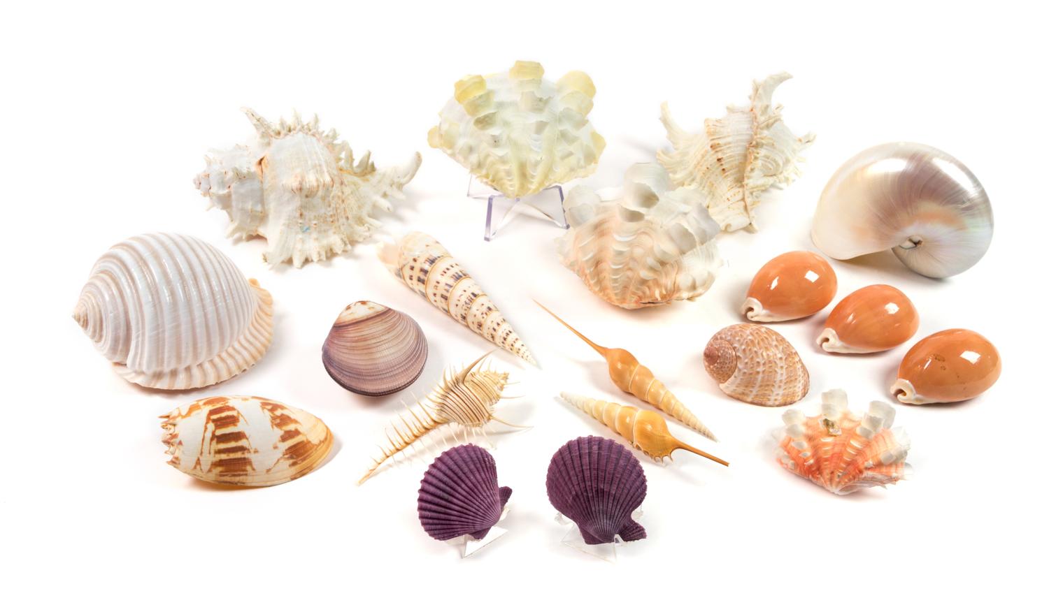 A Collection of Nineteen Seashells Width of widest 4 inches.