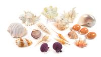 A Collection of Nineteen Seashells Width of widest 4 inches.