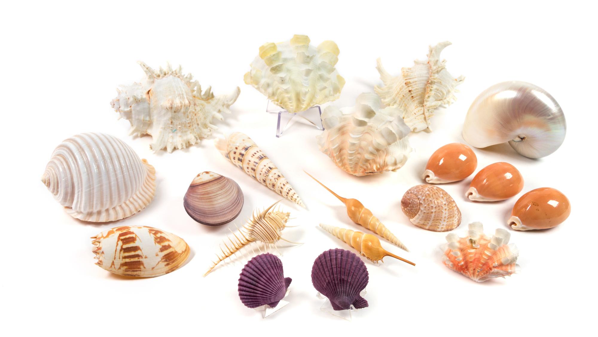 A Collection of Nineteen Seashells Width of widest 4 inches.