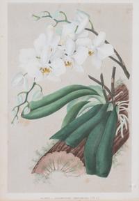 A Collection of Six Hand-Colored Botanical Prints Height of each plate 9 x width 7 inches. — 20TH CENTURY