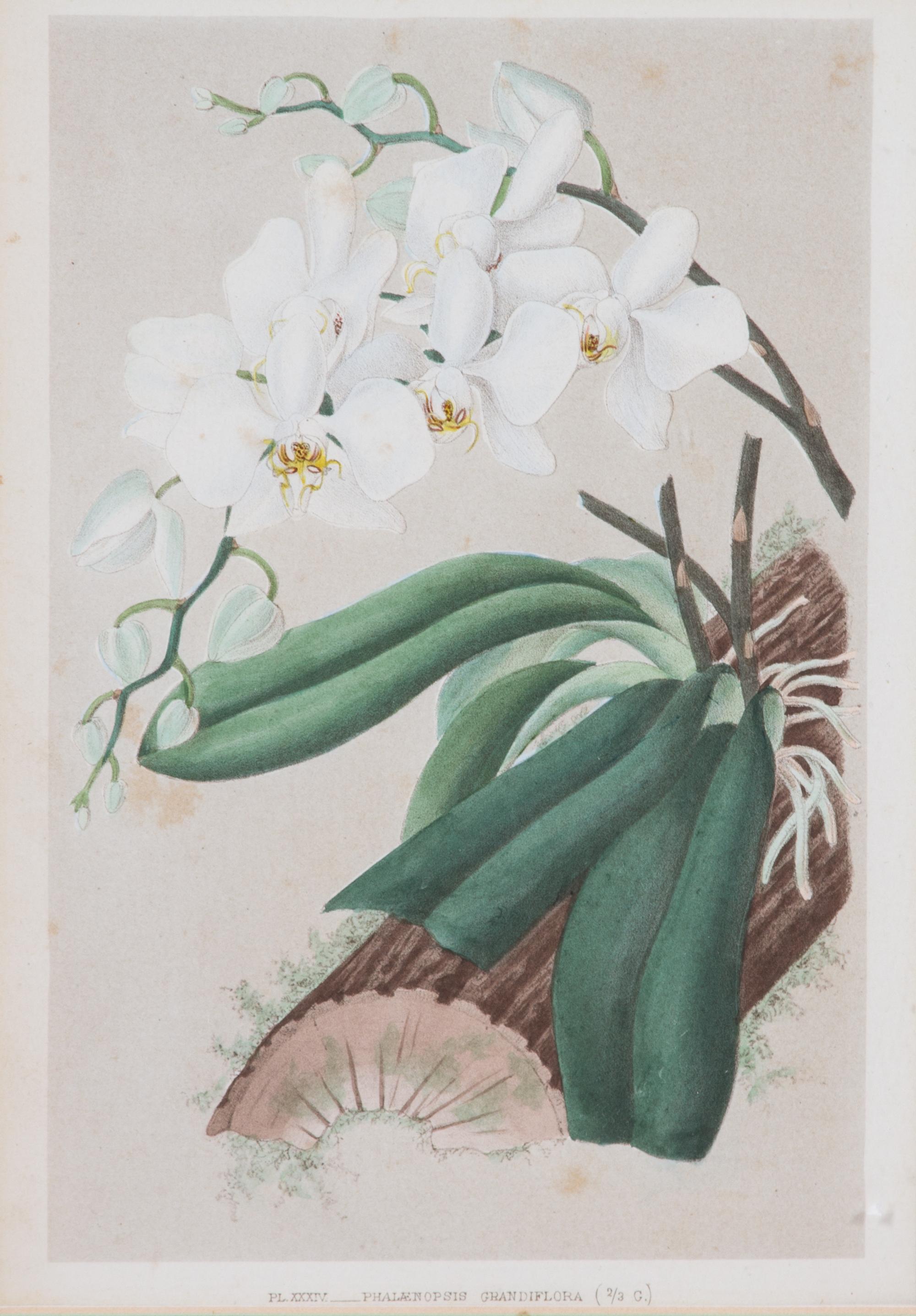 A Collection of Six Hand-Colored Botanical Prints Height of each plate 9 x width 7 inches. — 20TH CENTURY