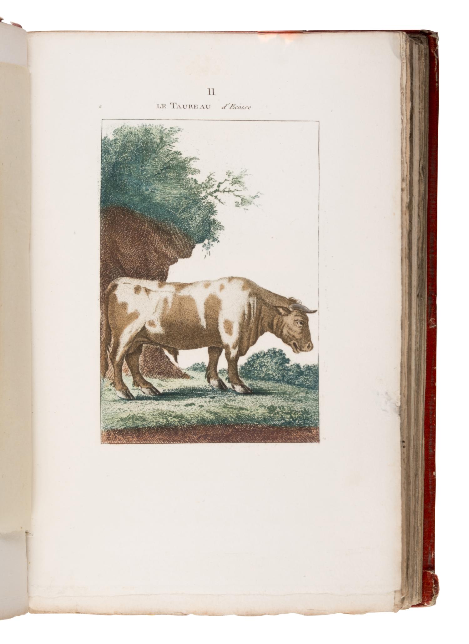 [Natural History]. Manuel, Blaise Etienne. -- Sève, Jacques Eustache de (d. 1829), illustrator. Nouveau Muséum d'Histoire Naturelle... Dessinées par M. Desève, et autres habiles Artistes... Tome Premier . Paris: Chez F. Dufart, 1806.