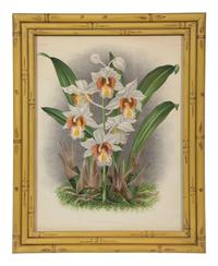 A Set of Twelve Framed Botanical Lithographs