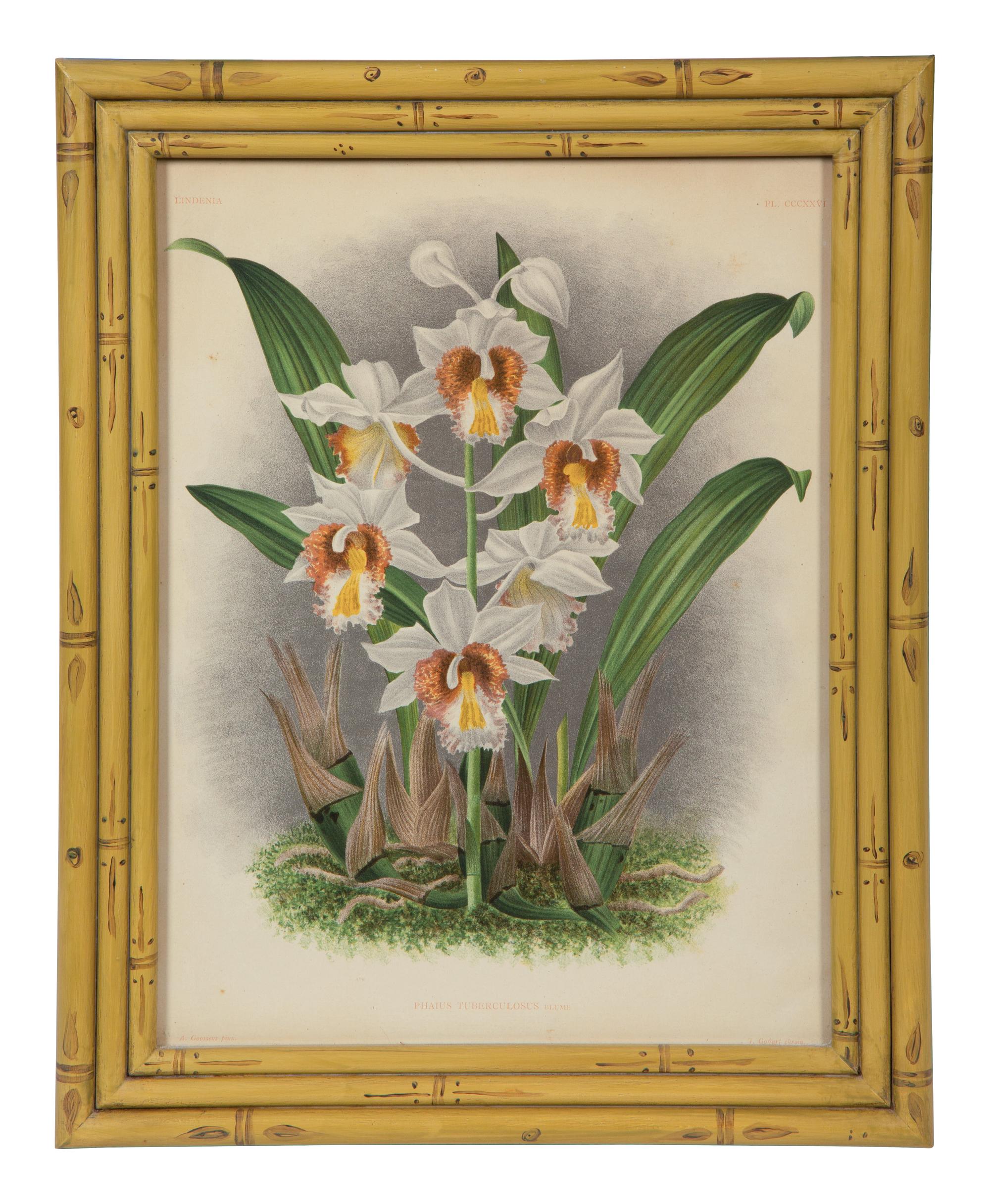 A Set of Twelve Framed Botanical Lithographs