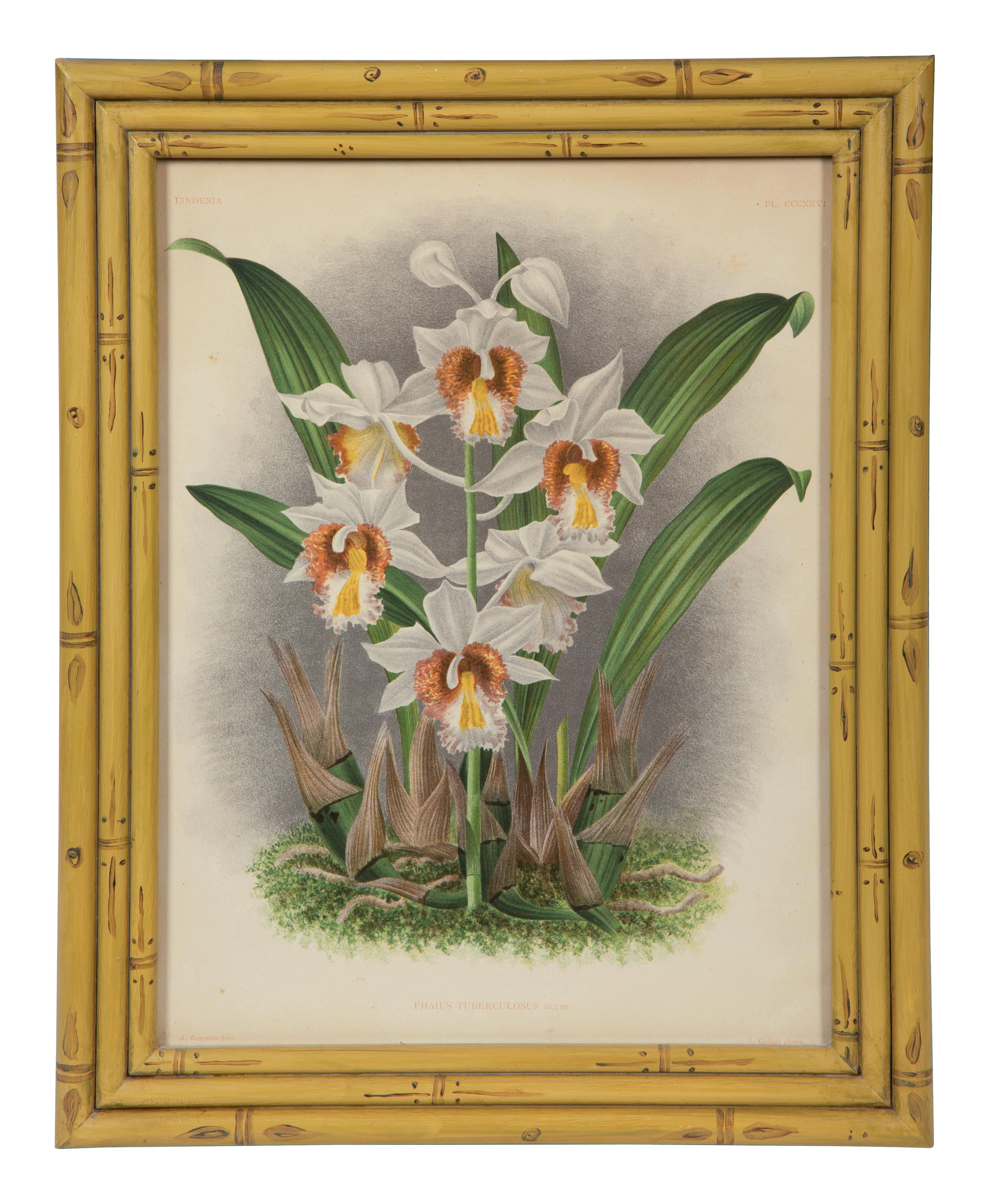A Set of Twelve Framed Botanical Lithographs