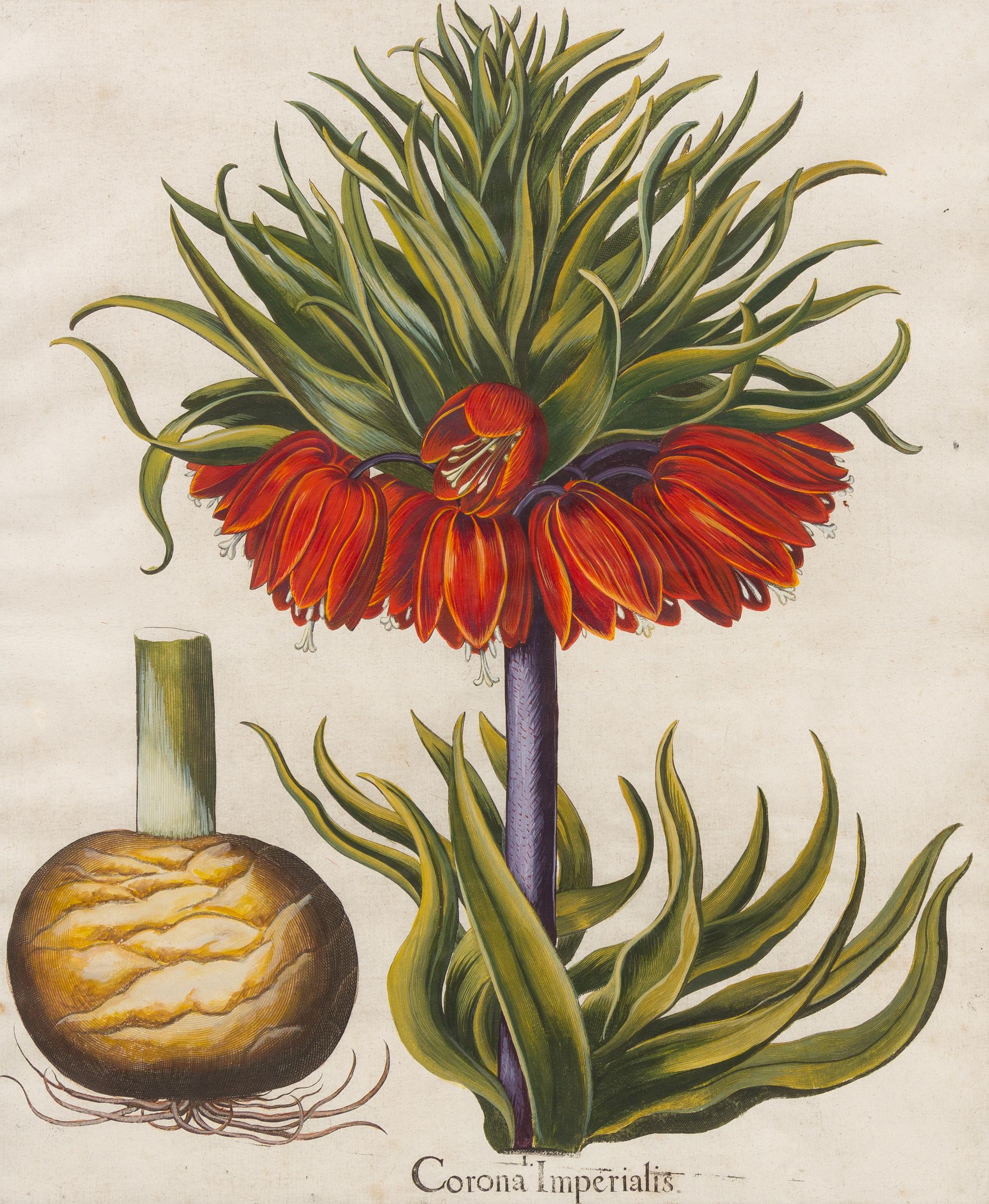 TREW, Christoph (1695-1769)