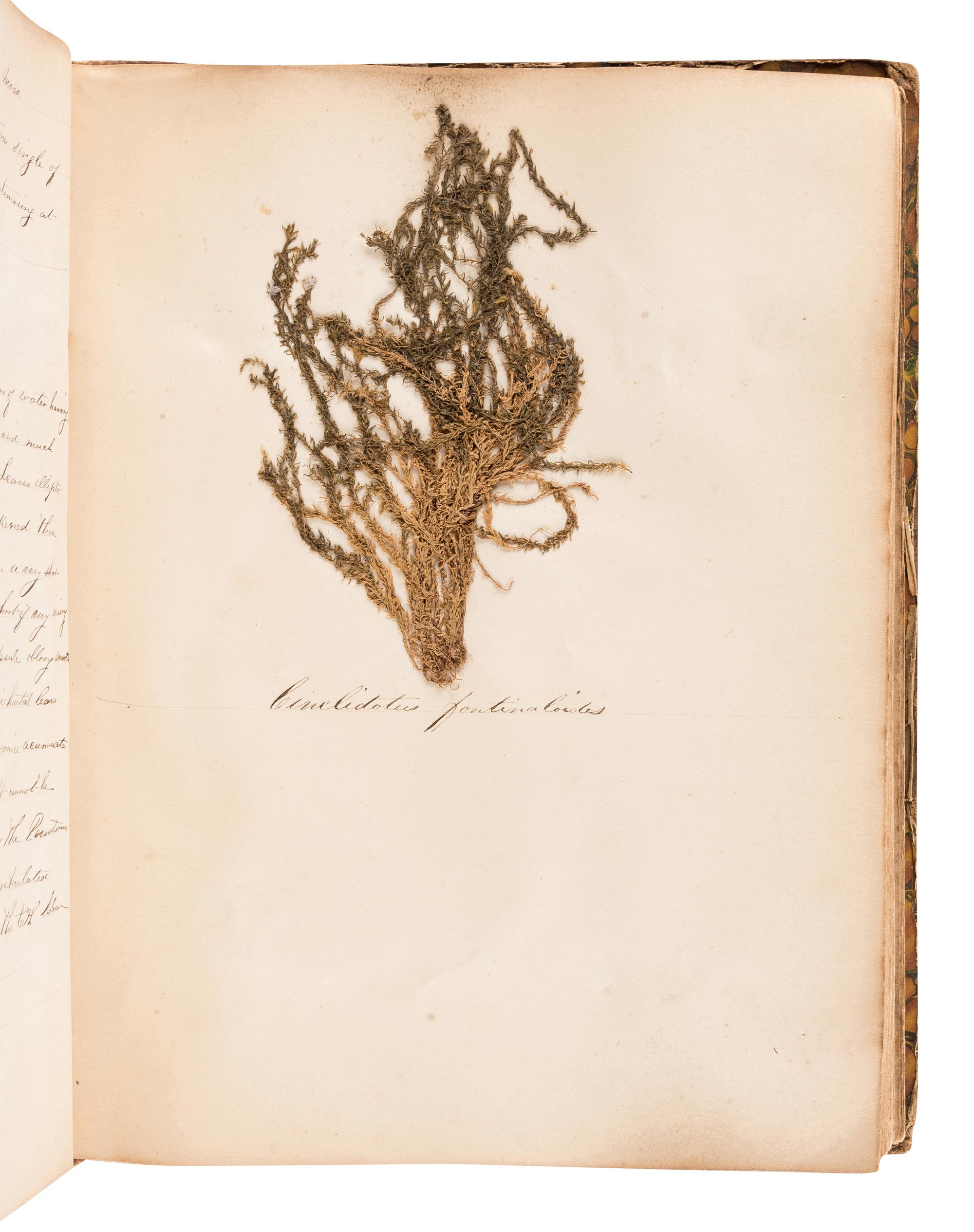 [SPECIMEN ALBUM - BRITISH MOSSES]. [PARNELL, William (1833-1906)]. "Preserved Specimens of British Mosses." [Dublin, ca 1850].