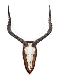 Red Lechwe Antelope Antler Mount
