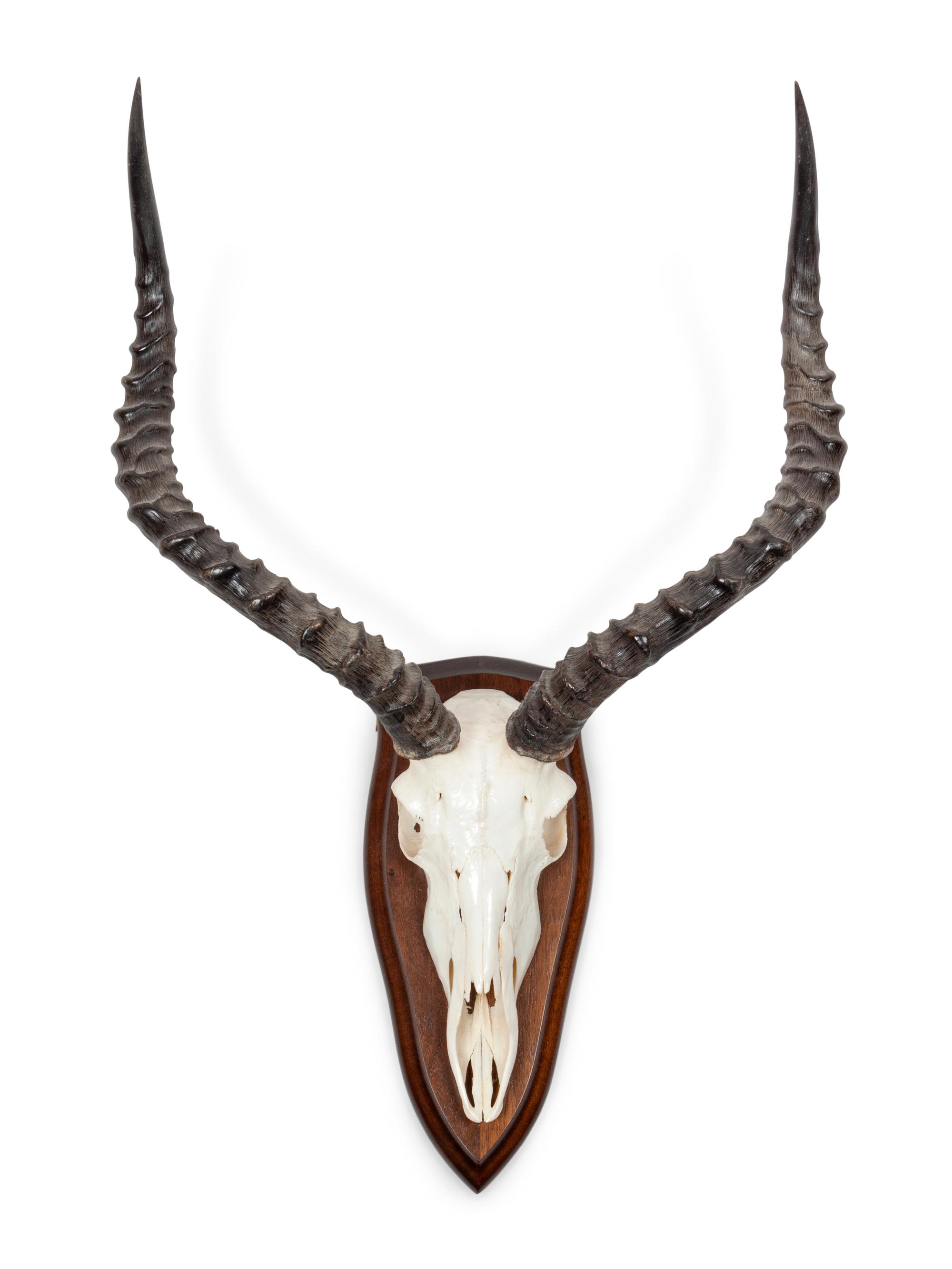 Red Lechwe Antelope Antler Mount
