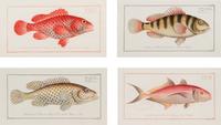 A Set of Four Framed Hand-Colored Fish Engravings after Marc Eliéser-Bloch