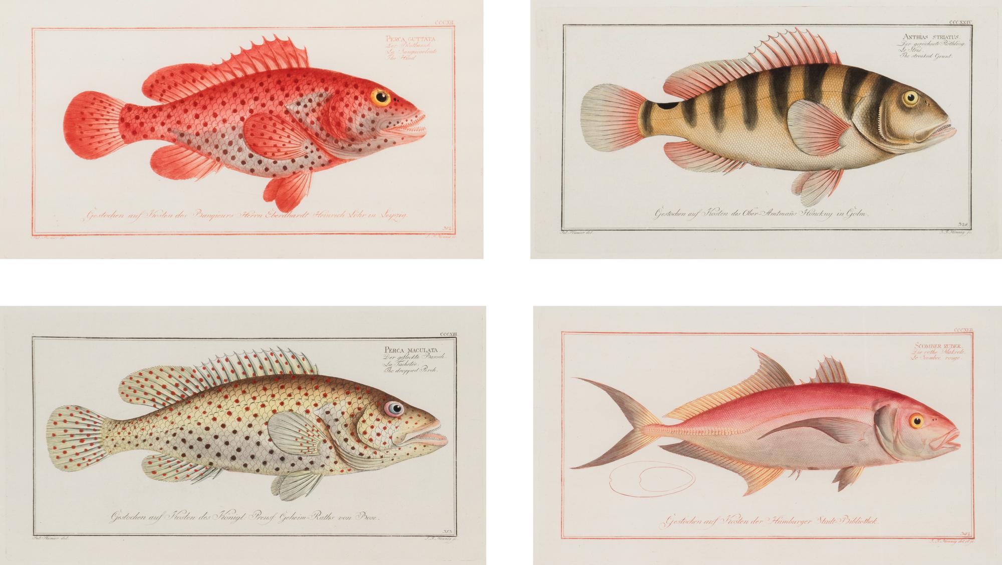 A Set of Four Framed Hand-Colored Fish Engravings after Marc Eliéser-Bloch