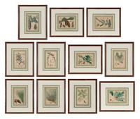 A Set of Eleven Illustrations from Medicinal Plants by Robert Bentley and Henry Trimen