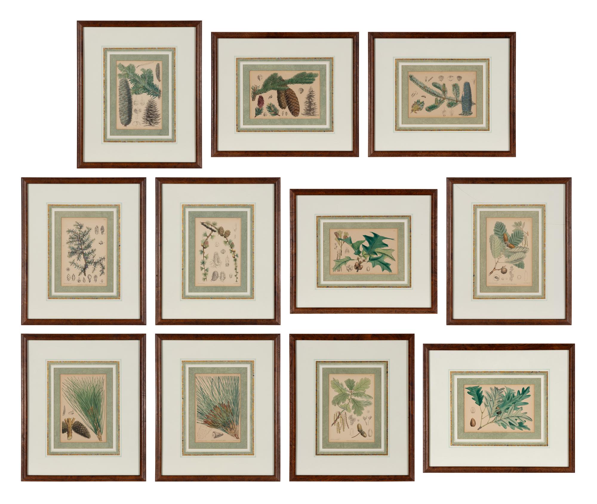 A Set of Eleven Illustrations from Medicinal Plants by Robert Bentley and Henry Trimen