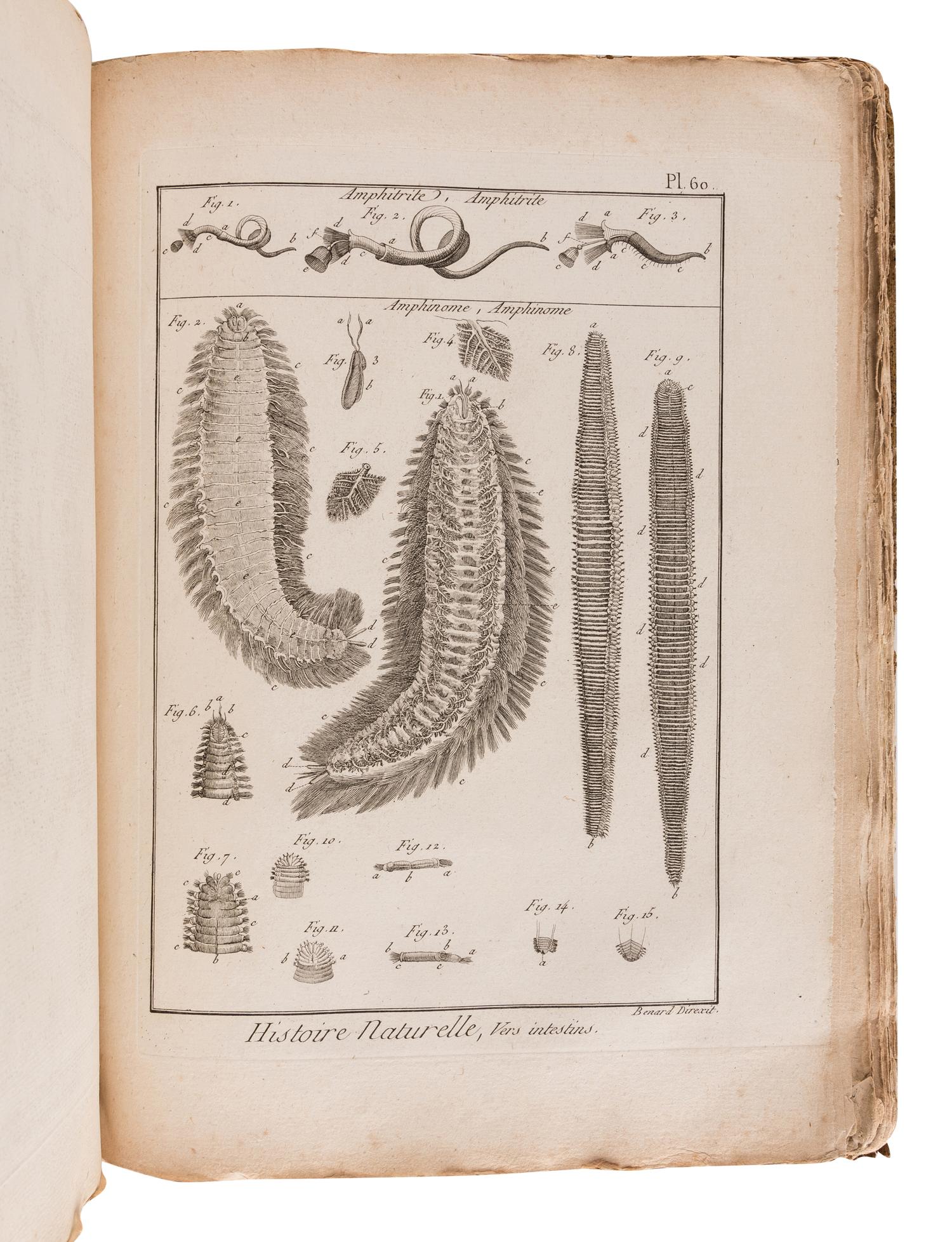 BRUGUIÈRE, Jean Guillaume (1749-1798). Tableau encyclopédique et méthodique des trois règnes de la nature. Contenant l'helminthologie, ou les vers infusoires, les vers intestins, les vers mollusques, &c . Paris: Panckoucke, 1791.