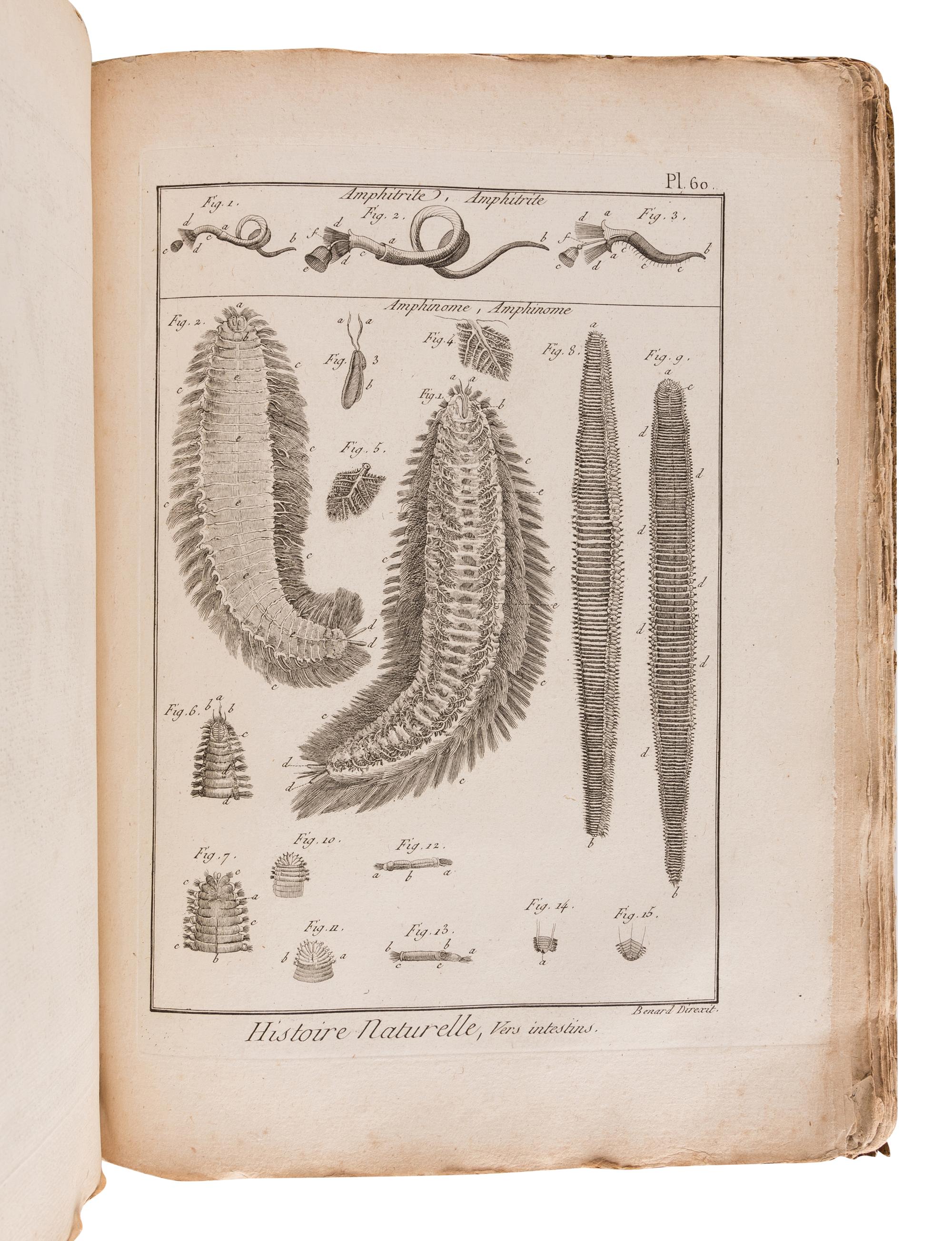 BRUGUIÈRE, Jean Guillaume (1749-1798). Tableau encyclopédique et méthodique des trois règnes de la nature. Contenant l'helminthologie, ou les vers infusoires, les vers intestins, les vers mollusques, &c . Paris: Panckoucke, 1791.