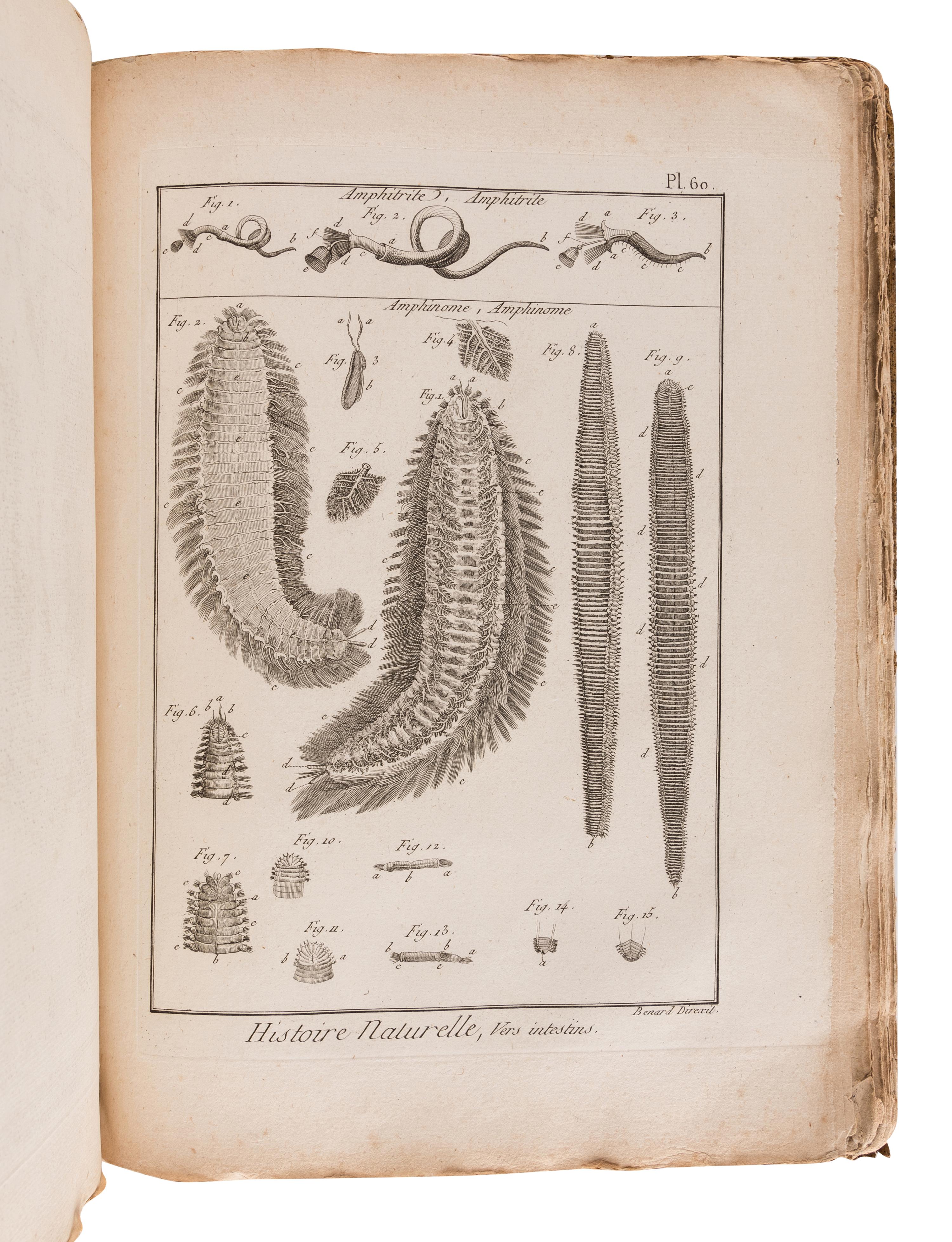 BRUGUIÈRE, Jean Guillaume (1749-1798). Tableau encyclopédique et méthodique des trois règnes de la nature. Contenant l'helminthologie, ou les vers infusoires, les vers intestins, les vers mollusques, &c . Paris: Panckoucke, 1791.