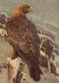High Plains Hunter