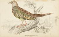 A Group of Eight Framed Ornithological Prints — 19TH/20TH CENTURY
