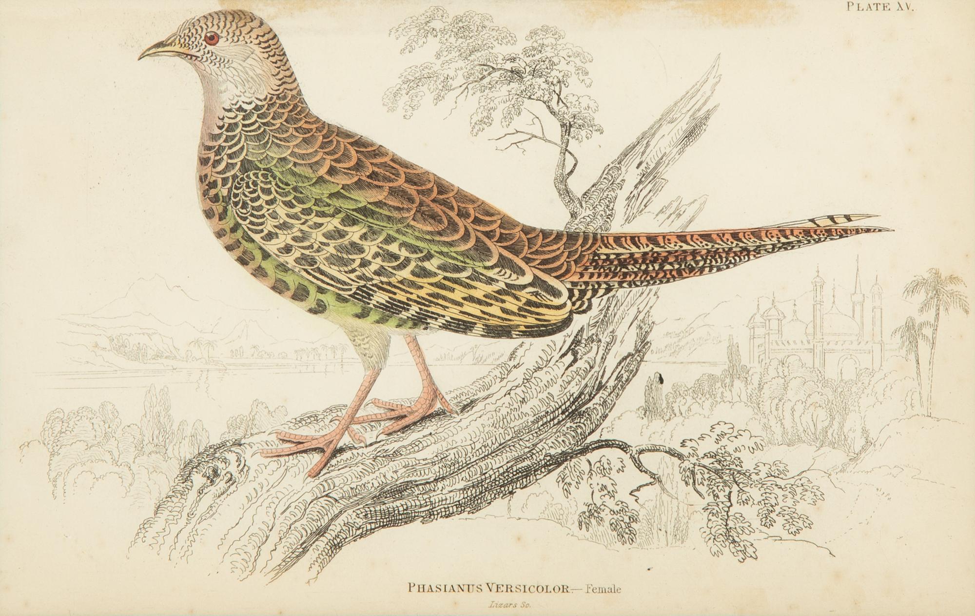 A Group of Eight Framed Ornithological Prints — 19TH/20TH CENTURY