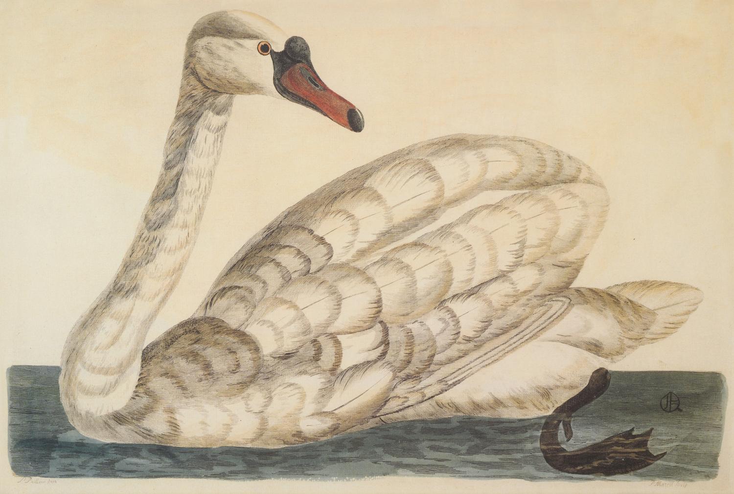 Peter Mazell (Irish, 1733-1808)