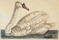 Peter Mazell (Irish, 1733-1808)