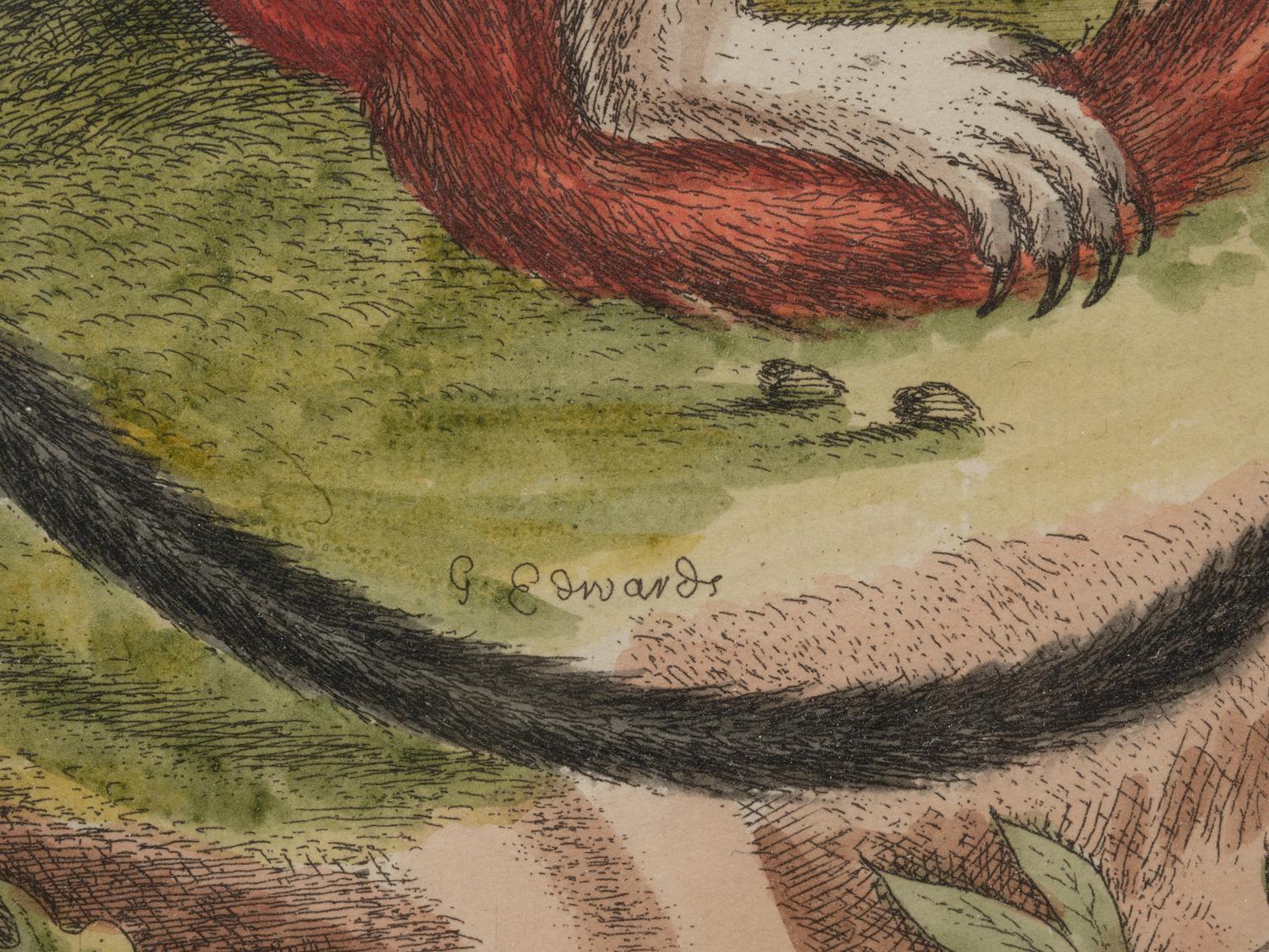 A Group of Six Continental Engravings Depicting Primates (Second Half 19th Century)
