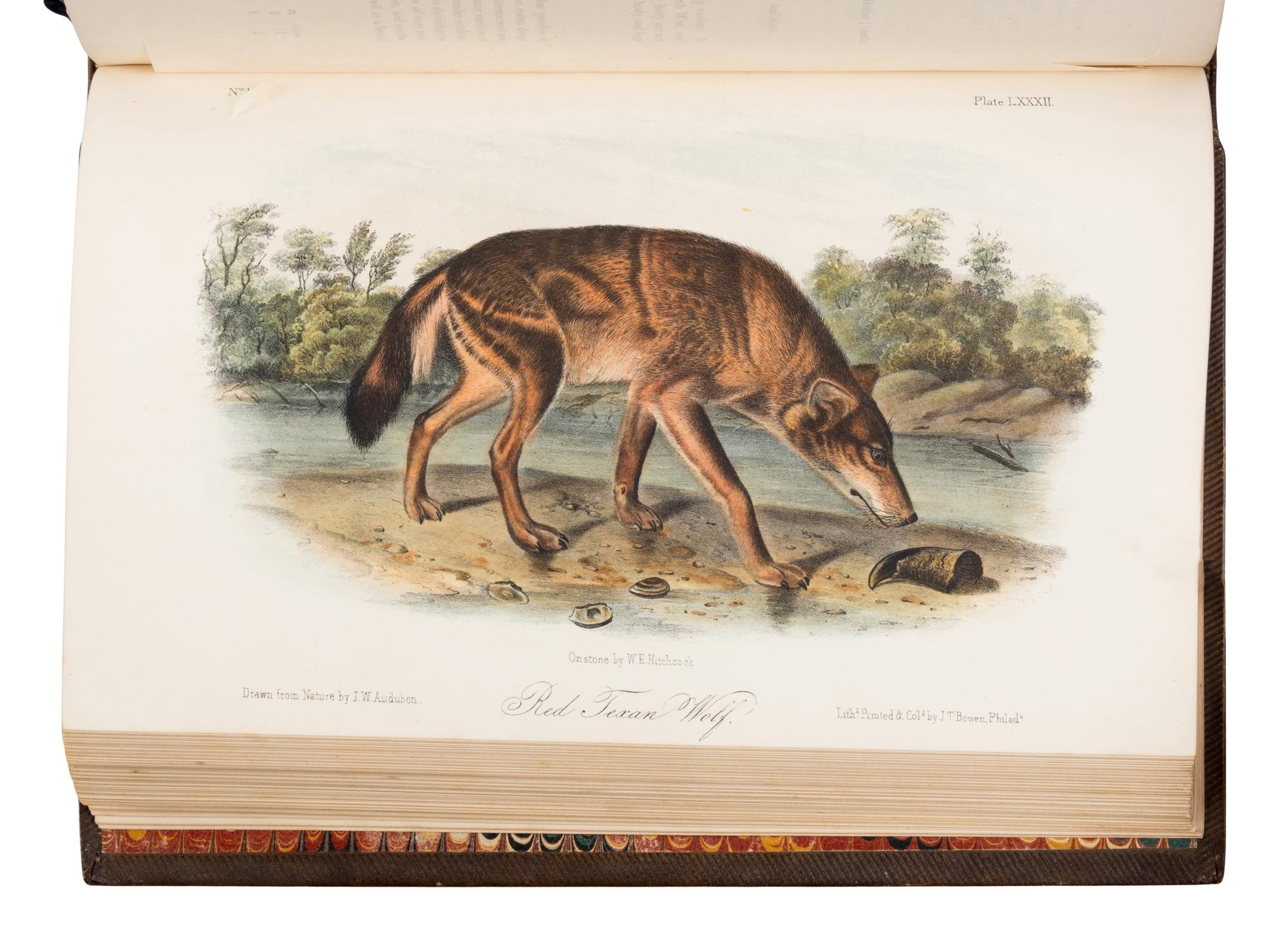 Audubon, John James (1785-1851) and John Bachman (1790-1874). The Quadrupeds of North America . New York: V.G. Audubon, 1849, 1854, 1854.