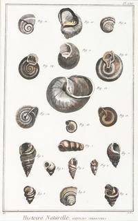 Six Hand-Colored Shell and Coral Engravings