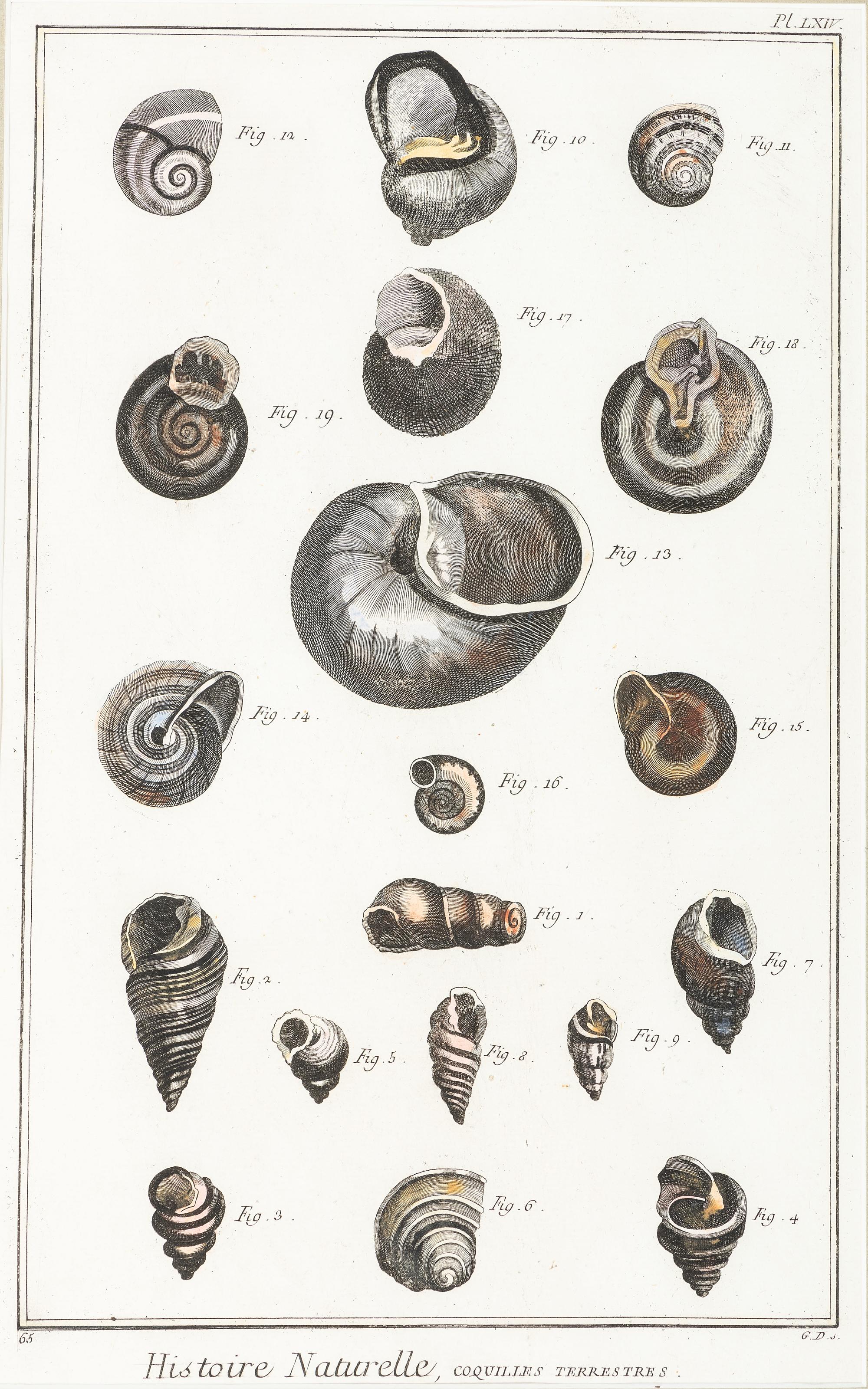 Six Hand-Colored Shell and Coral Engravings