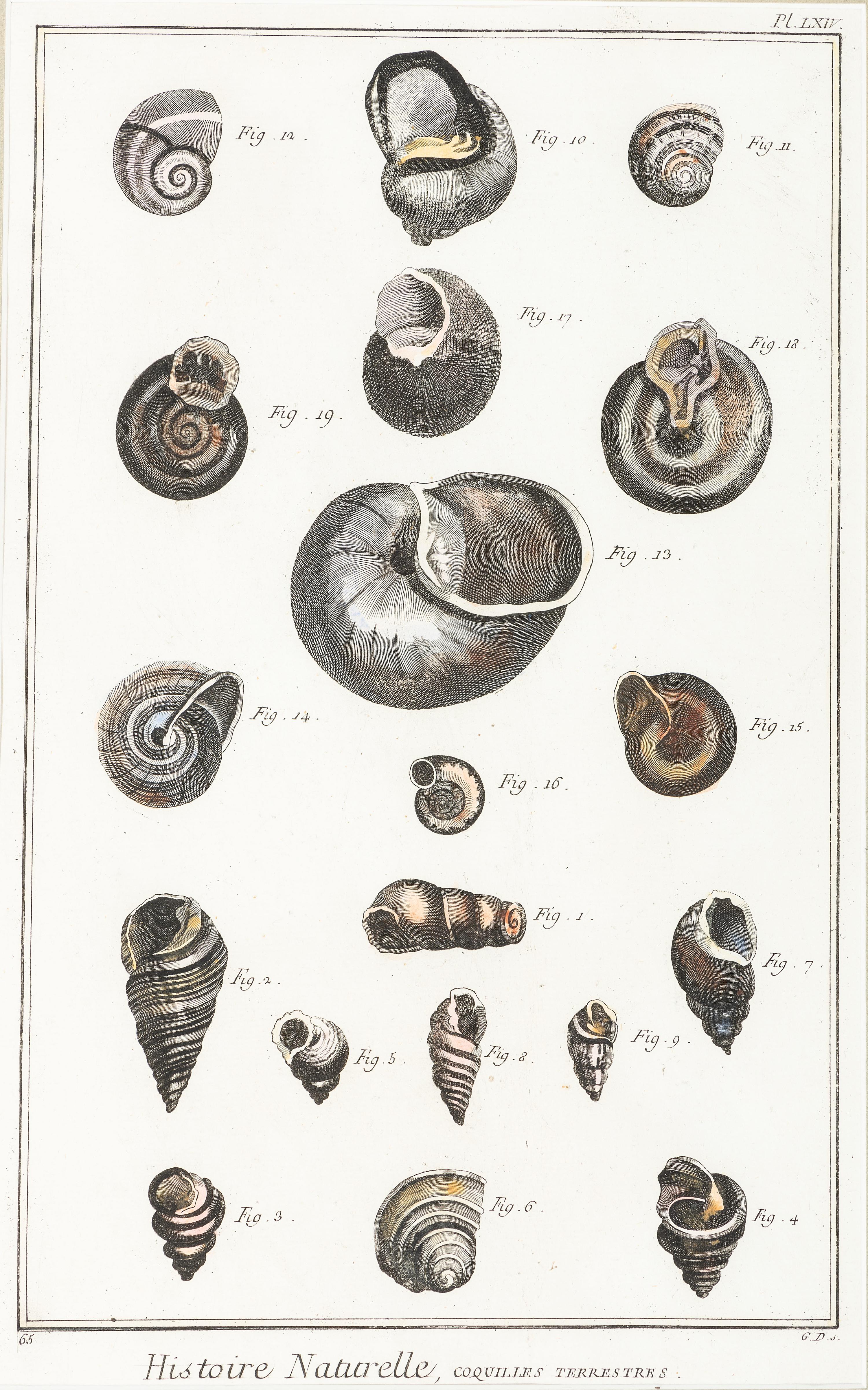 Six Hand-Colored Shell and Coral Engravings