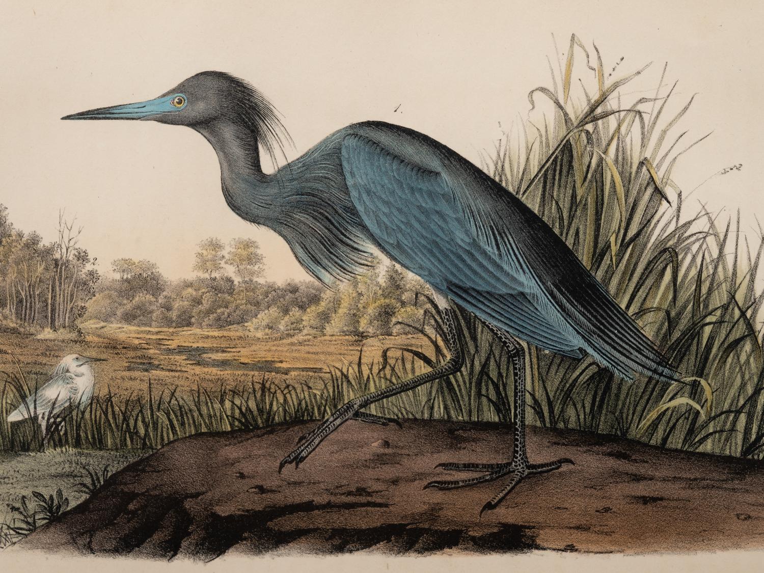 A Group of Four Prints of Aquatic Birds, after John James Audubon (1785-1851)