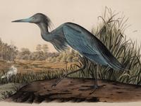 A Group of Four Prints of Aquatic Birds, after John James Audubon (1785-1851)
