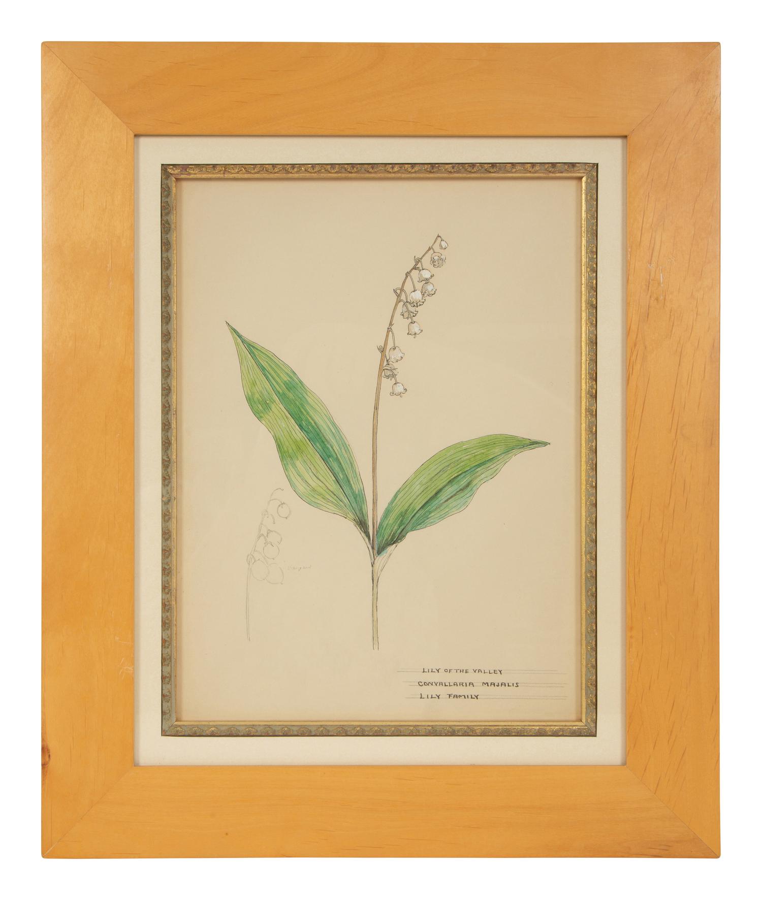 Eighteen Botanical Watercolors