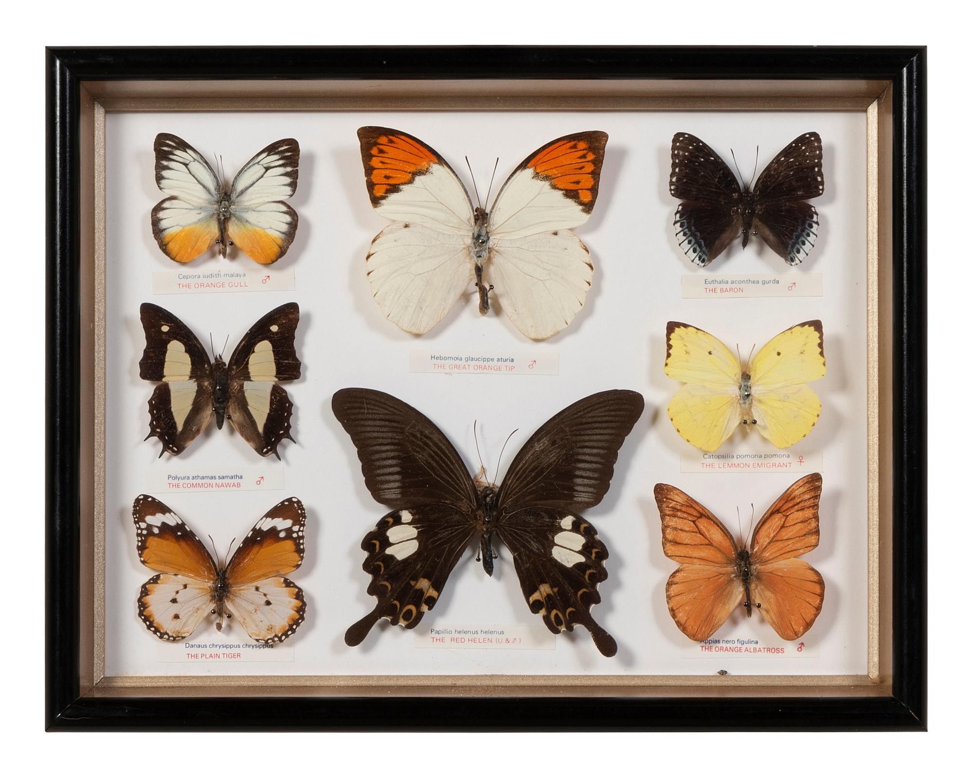 Thirty-One Framed Lepidopterological Specimens