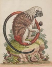 A Group of Six Continental Engravings Depicting Primates (Second Half 19th Century)