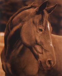 Horse 14 #3/14
