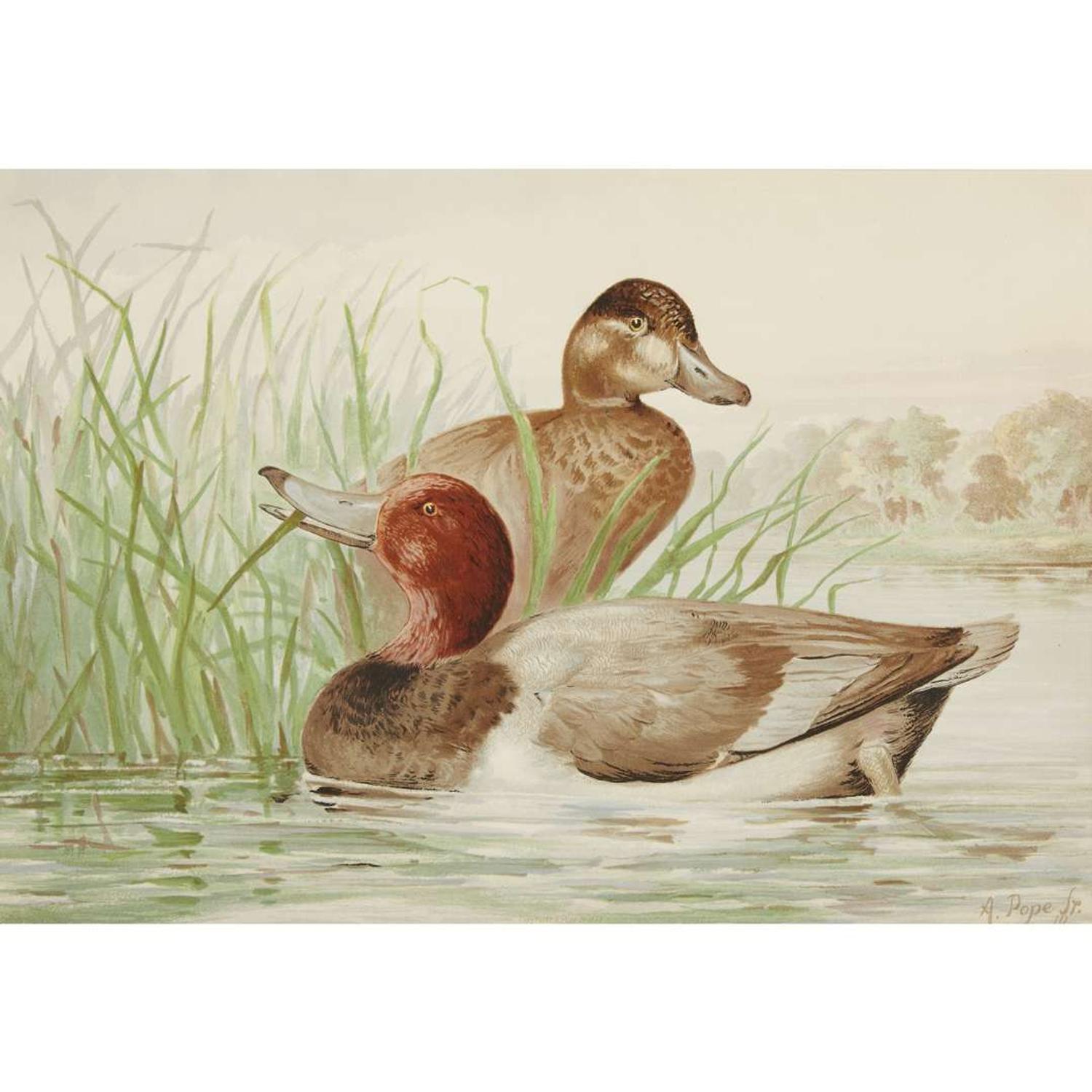 ALEXANDER POPE JUNIOR (AMERICAN 1849-1924) "BLACK DUCK" FROM UPLAND GAME BIRDS AND WATERFOWL OF THE UNITED STATES