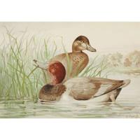 ALEXANDER POPE JUNIOR (AMERICAN 1849-1924) "BLACK DUCK" FROM UPLAND GAME BIRDS AND WATERFOWL OF THE UNITED STATES