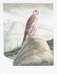 Richard Sloan, (American, 1935-2007), Hawk on a Rock