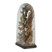 A Victorian Bird Taxidermy Diorama