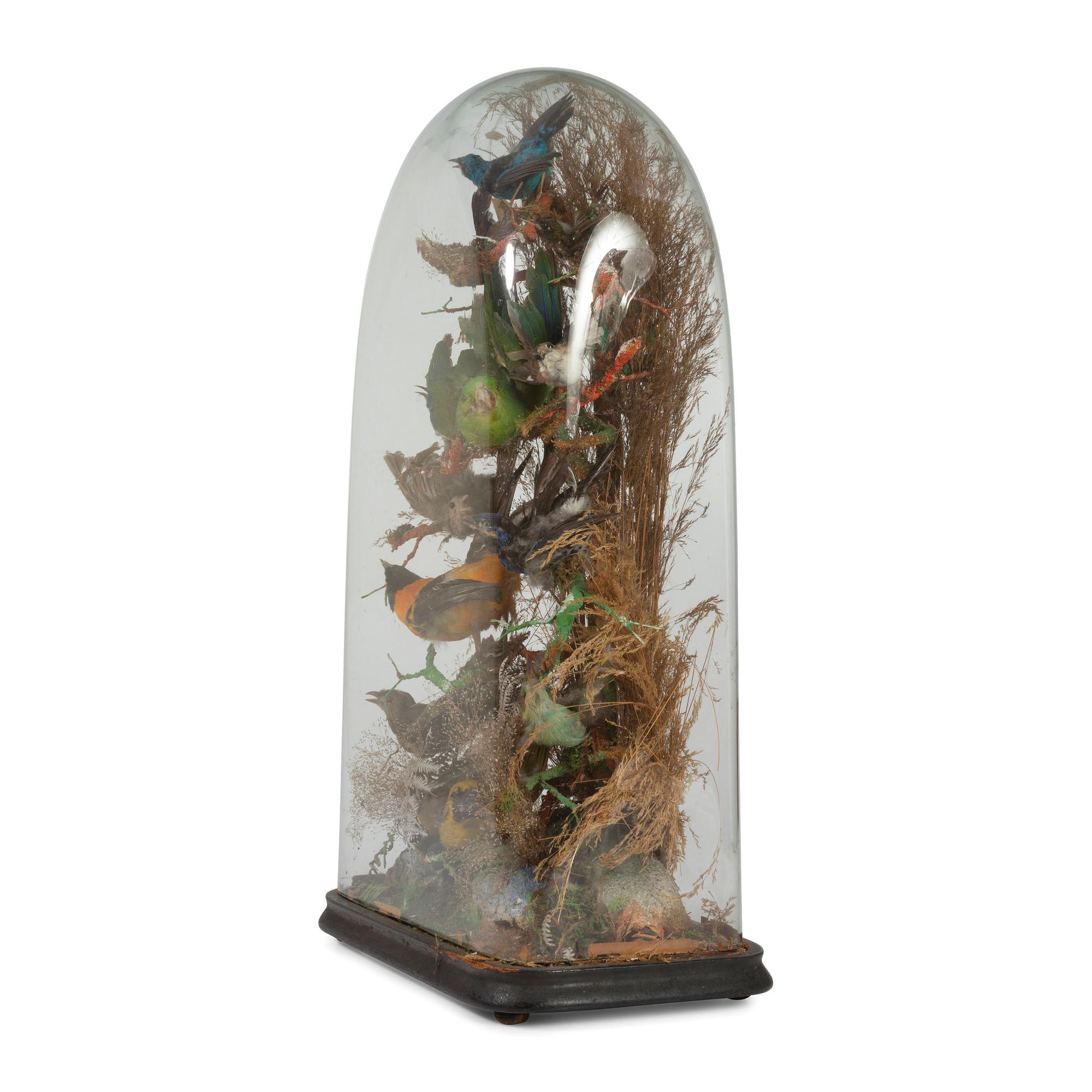 A Victorian Bird Taxidermy Diorama