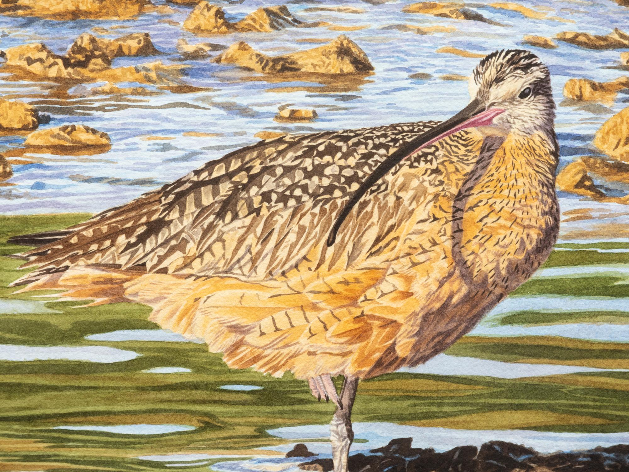 Long-Billed Curlew , 2004