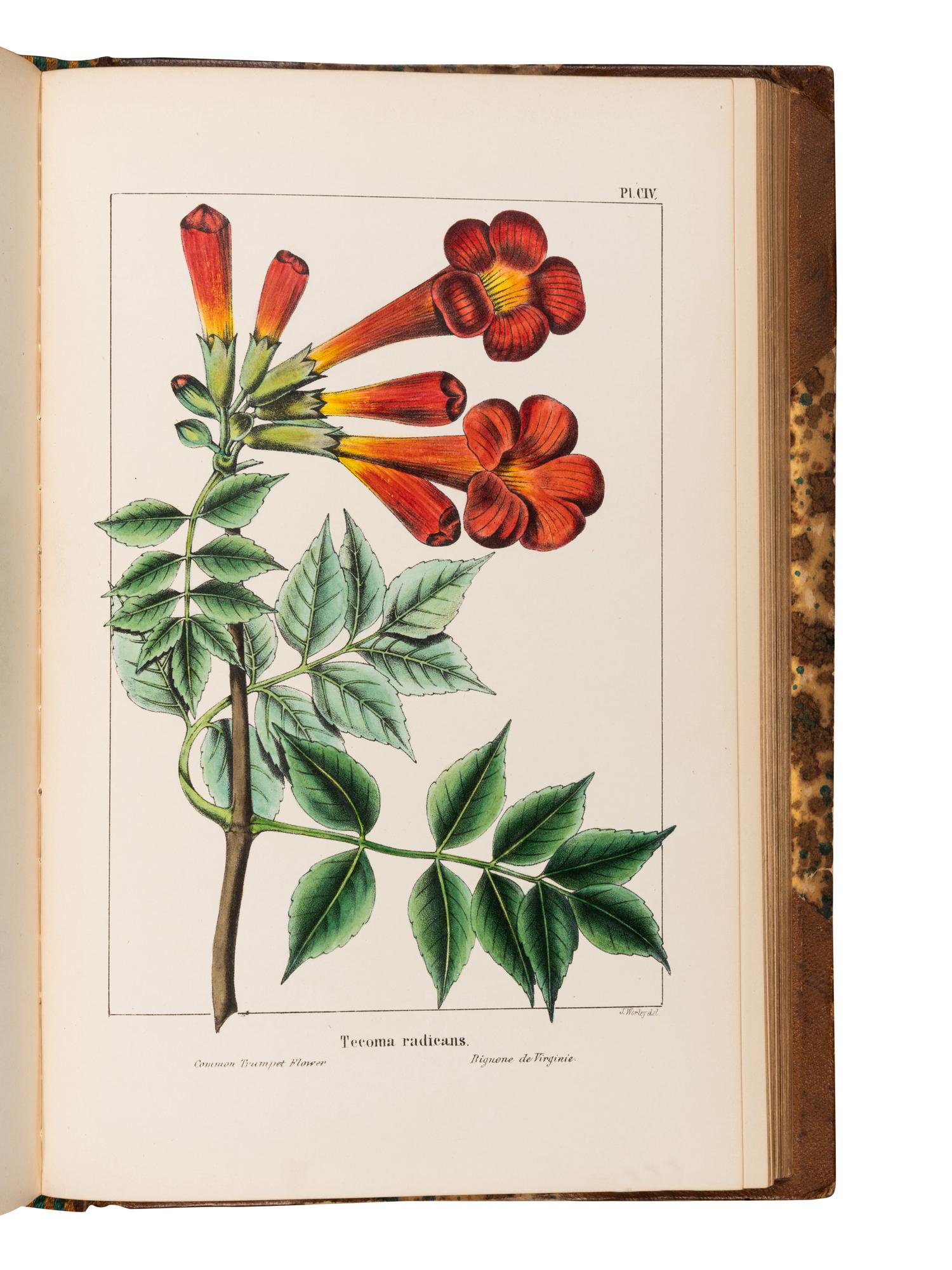 MICHAUX, François-André (1770-1855), and Thomas NUTTALL (1786-1859). The North American Sylva; or, a Description of the Forest Trees of the United States, Canada, and Nova Scotia . Philadelphia: Rice, Rutter & Co., 1865.