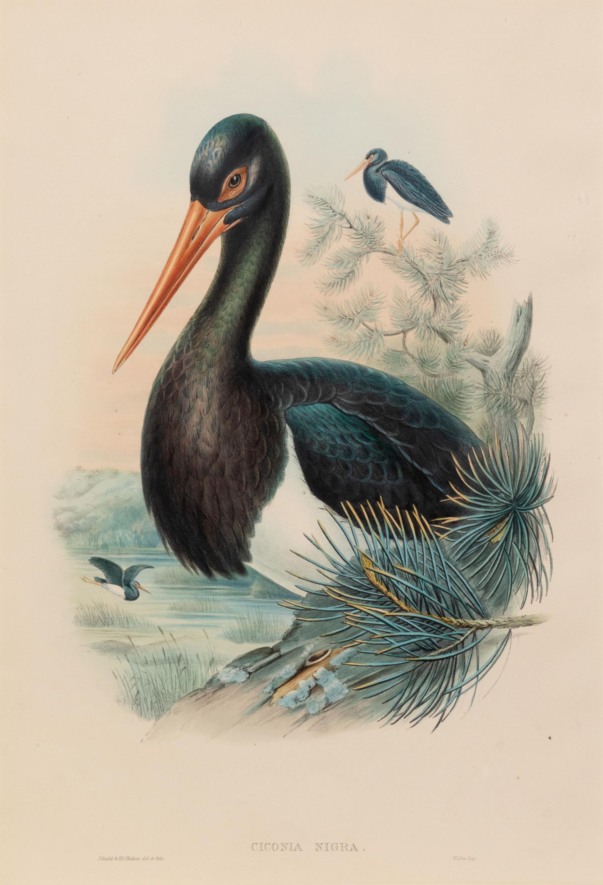 John Gould and H.C. Richter (British, 19th Century)
