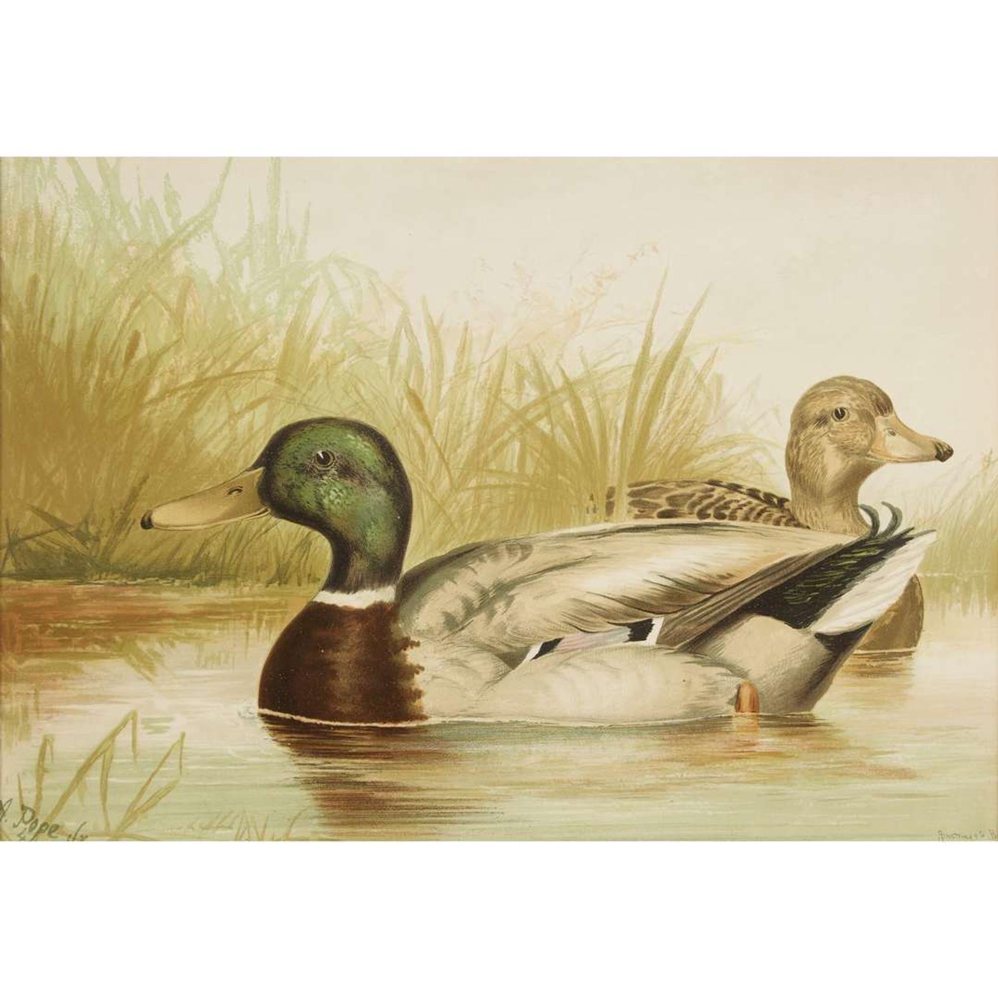 ALEXANDER POPE JUNIOR (AMERICAN 1849-1924) "BLACK DUCK" FROM UPLAND GAME BIRDS AND WATERFOWL OF THE UNITED STATES