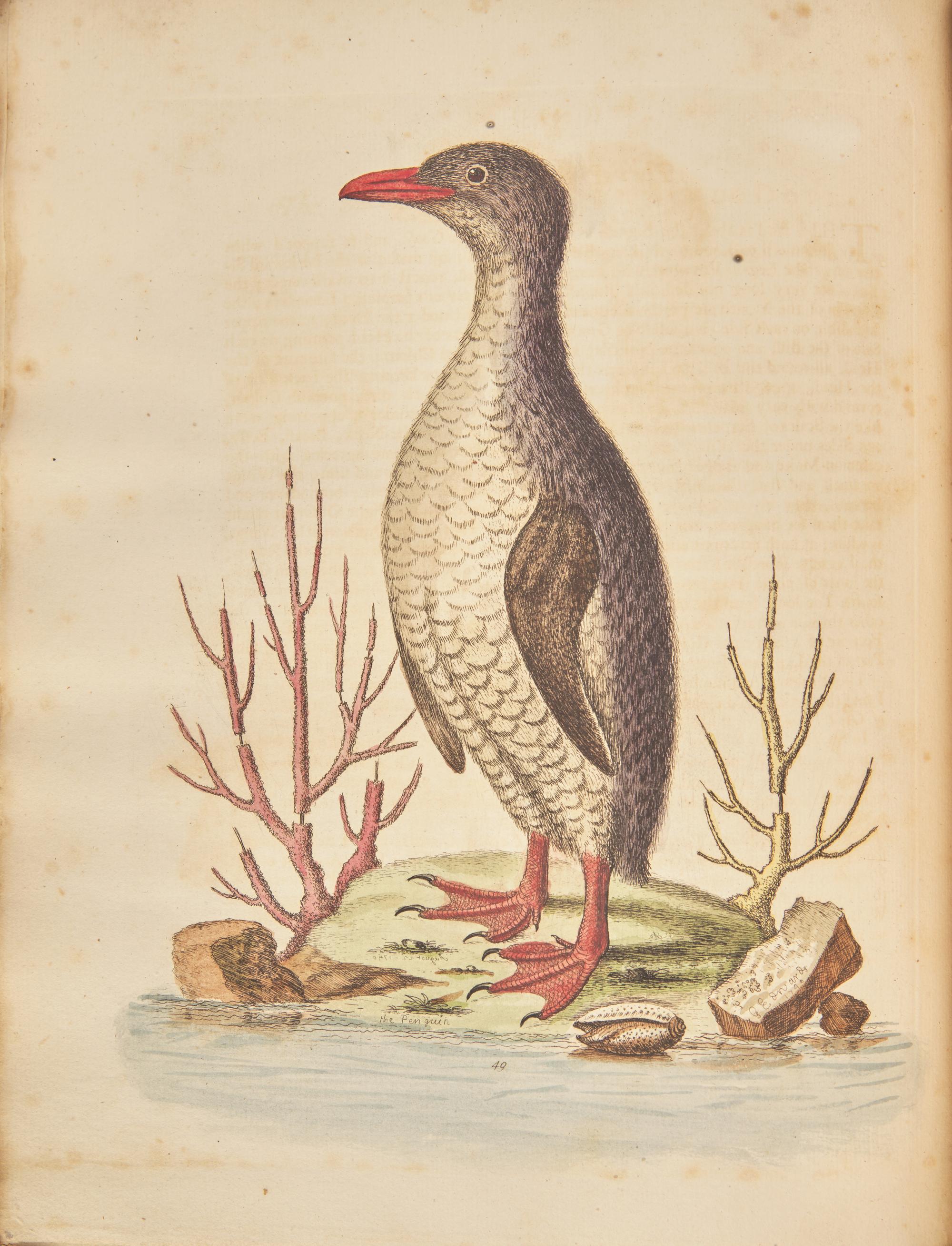 [Natural History] [Cuvier, Georges] Edwards, George. A Natural History of Uncommon Birds, and of Some other Rare and Undescribed Animals…