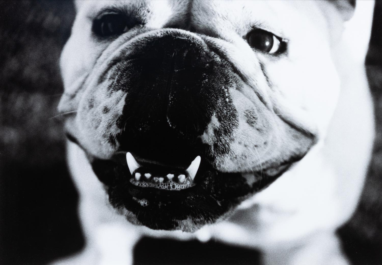 Three Works of Art depicting English Bulldogs Largest: 11 x 8 1/2 inches.