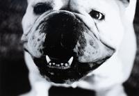 Three Works of Art depicting English Bulldogs Largest: 11 x 8 1/2 inches.
